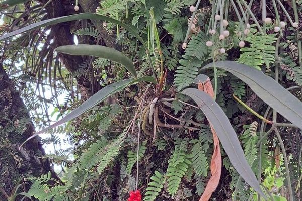 Anthurium gracile