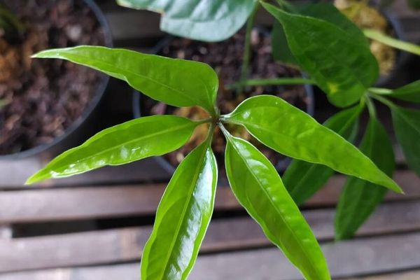 Anthurium pentaphyllum