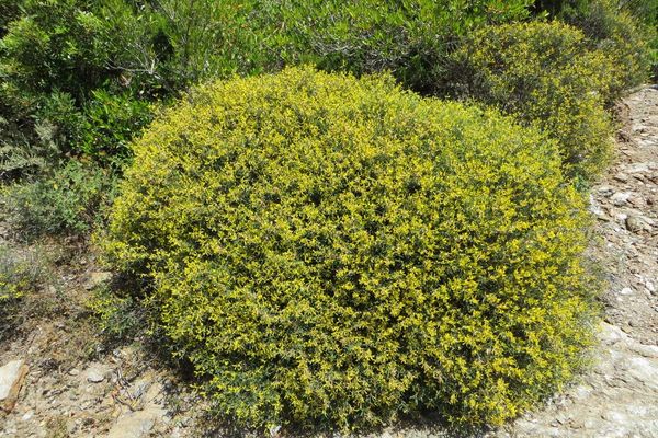 Anthyllis hermanniae