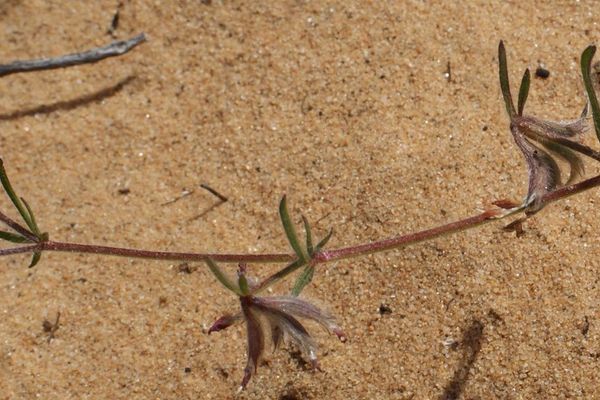 Anthyllis lotoides