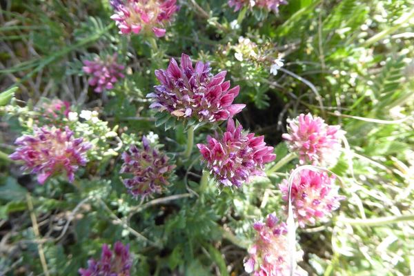 Mountain kidney vetch