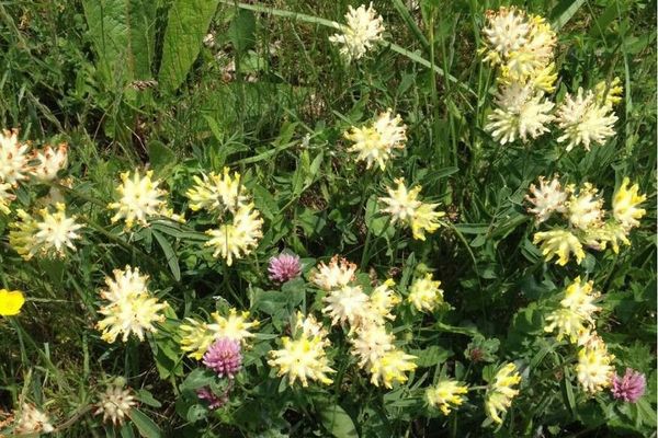 Kidney-vetch