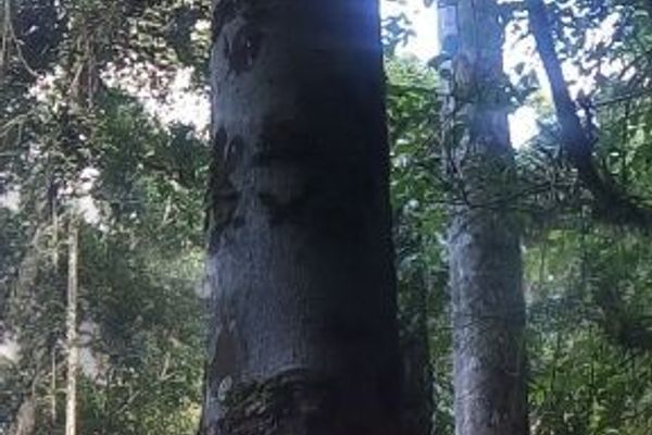 Sackingtree
