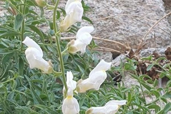 Antirrhinum graniticum