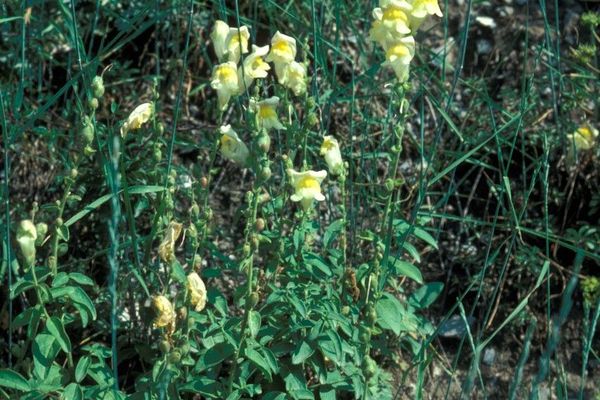 Yellow snapdragon