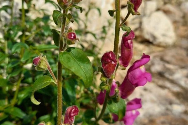 Snapdragon
