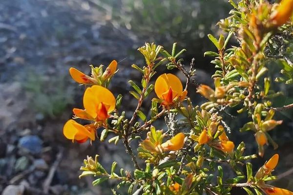 Aotus ericoides