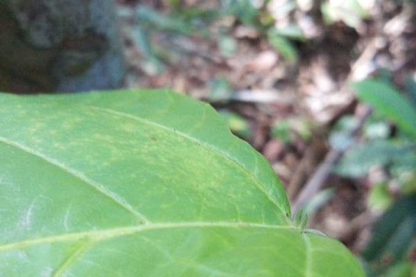 Aparisthmium cordatum