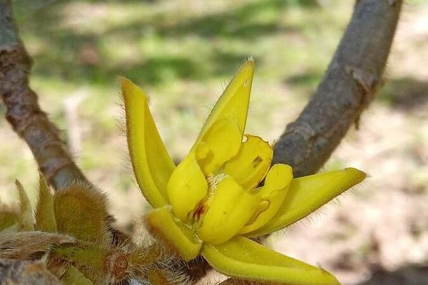 Apeiba tibourbou