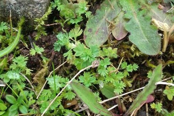 Field parsley piert