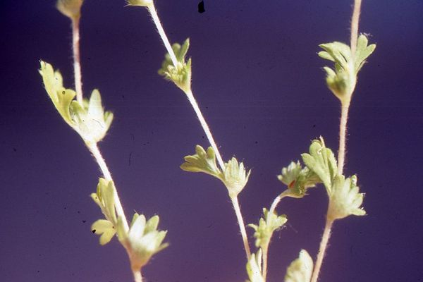Slender parsley-piert