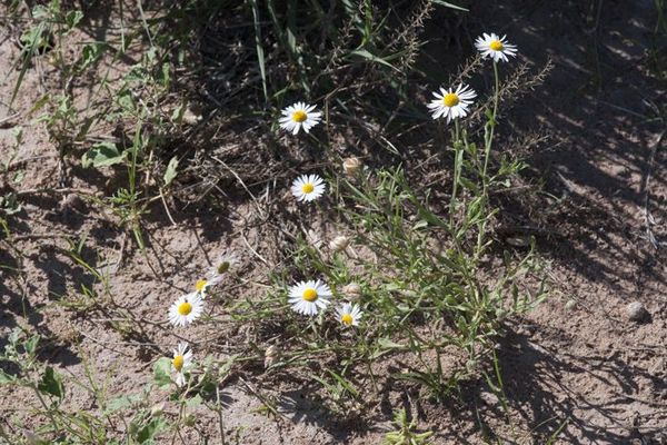 Plains lazy daisy