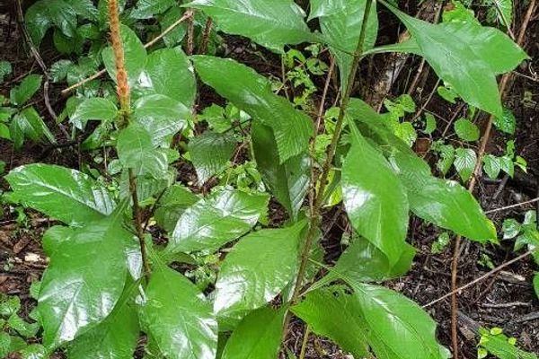 Aphelandra scabra