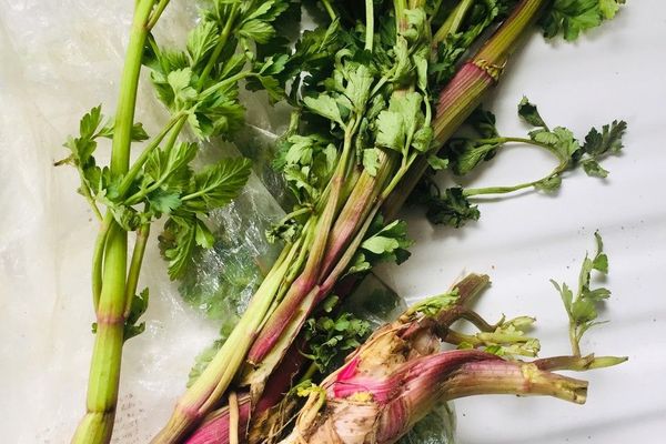 Celery
