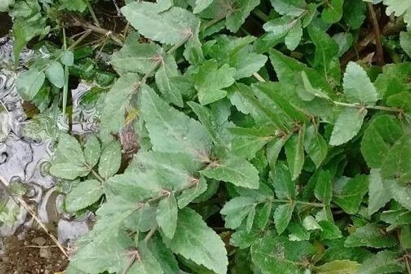 European marshwort