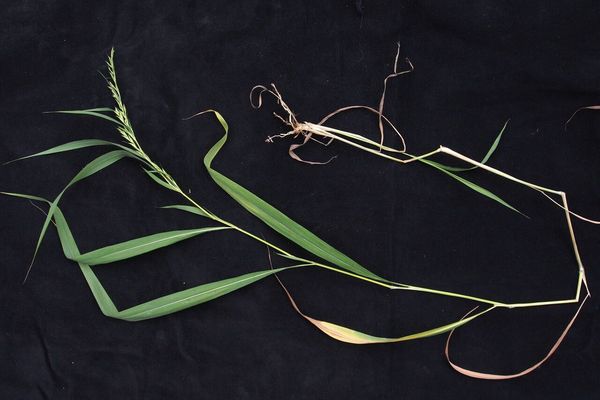 Mauritian grass