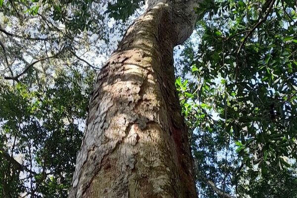 Apuleia leiocarpa