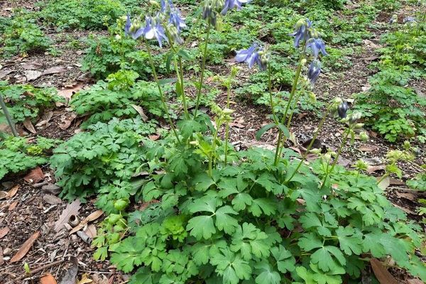 Alpine columbine