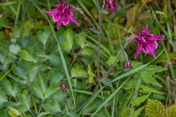 Dark columbine