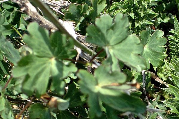 Aquilegia bertolonii