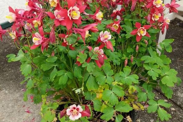 Wild columbine