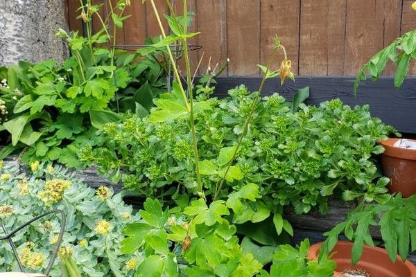 Western columbine