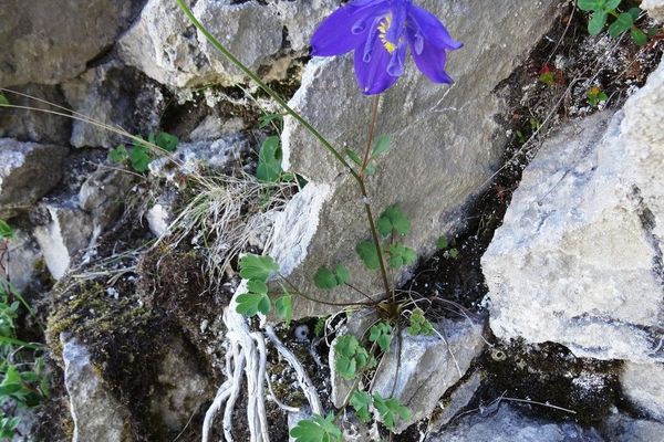 Pyrenean columbine