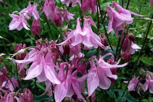 European columbine