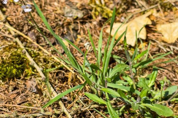 Sand rock-cress