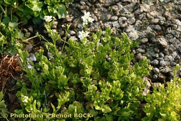 Arabidopsis halleri
