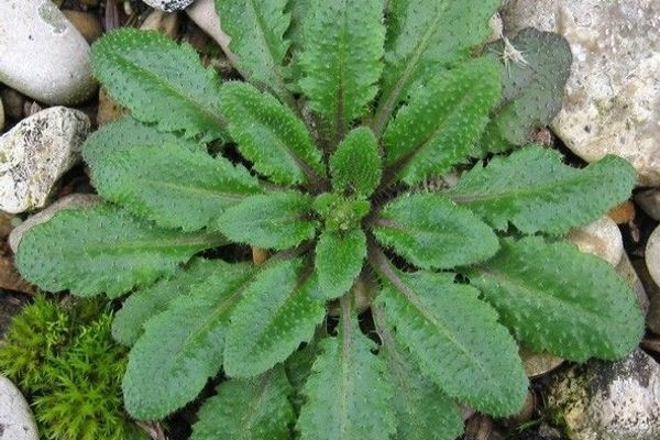 Mouse-ear cress