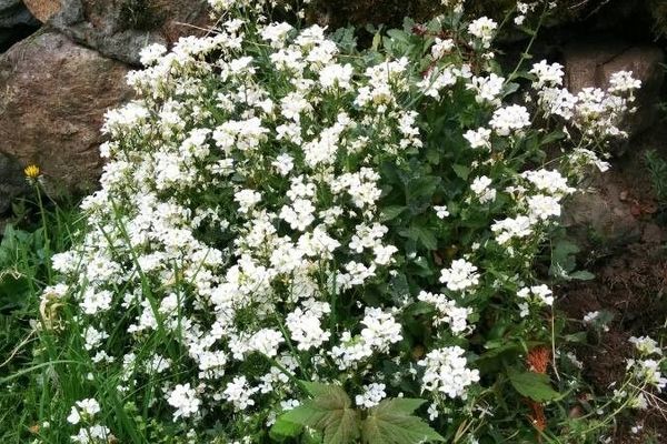 Alpine rockcress