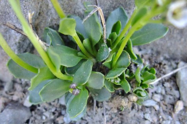 Arabis caerulea