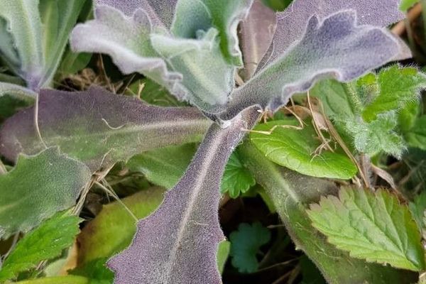 Gray rockcress