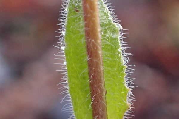 Fringed rockcress