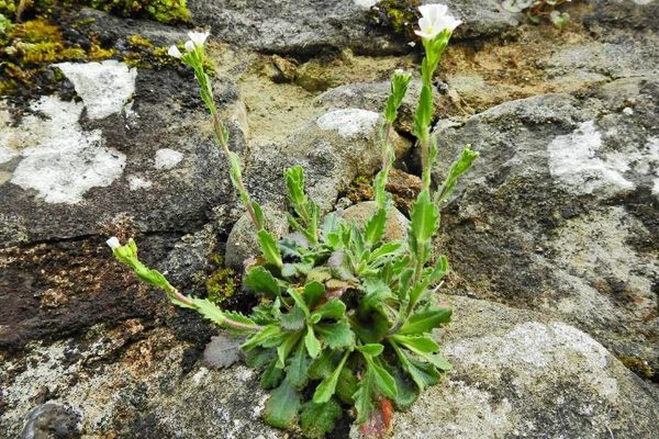 Rosy cress