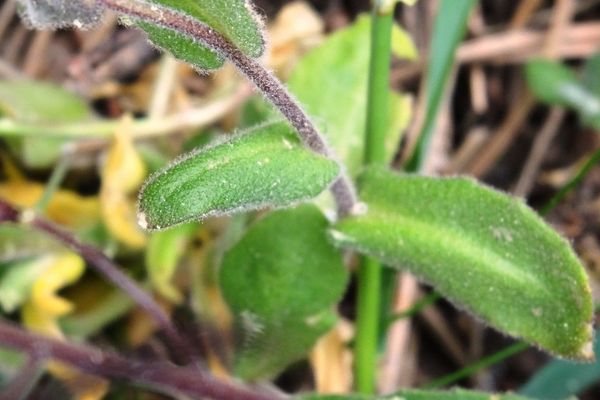 Hairy rockcress