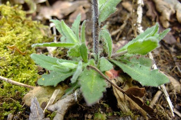Arabis nova