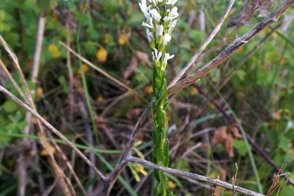 Arabis planisiliqua