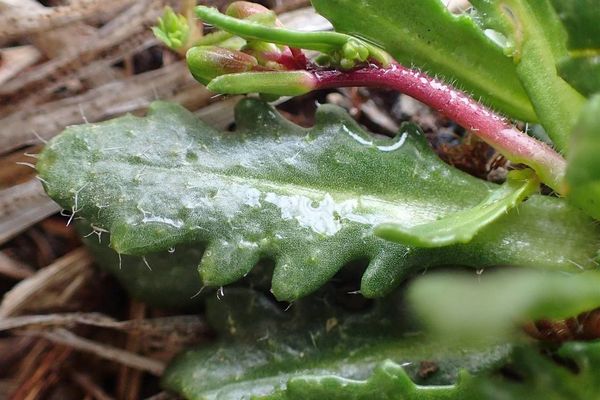 Bristol rock-cress