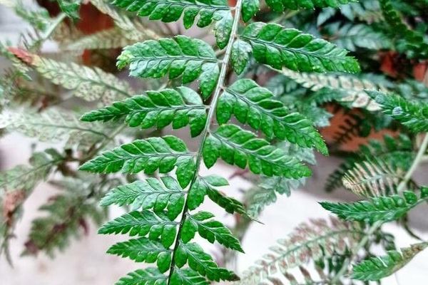 East indian hollyfern
