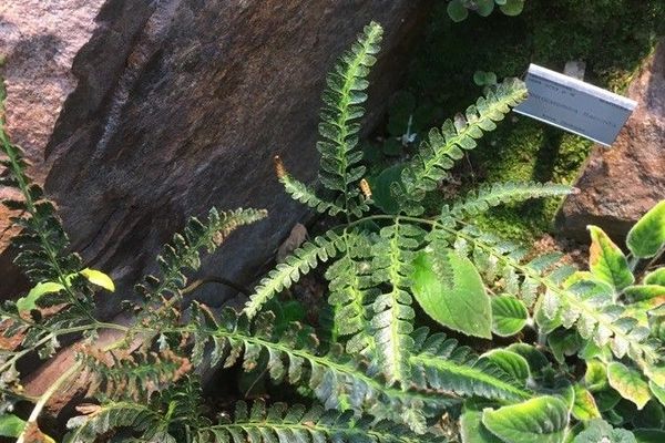 Simpler hollyfern
