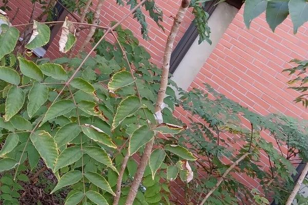 Japanese angelica tree
