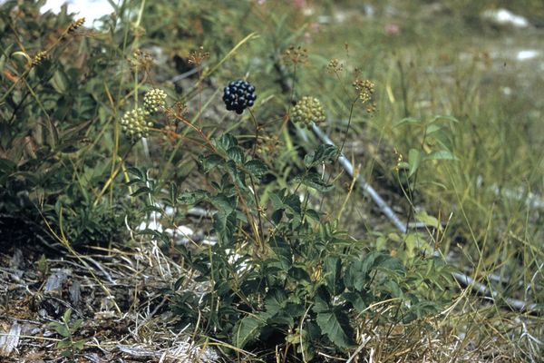 Dwarf-elder