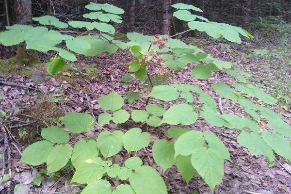 Indianroot