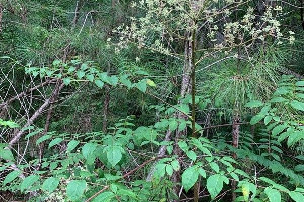 American angelica-tree