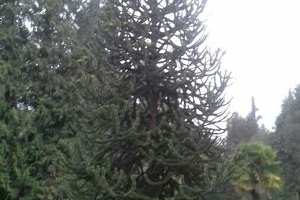 Araucaria