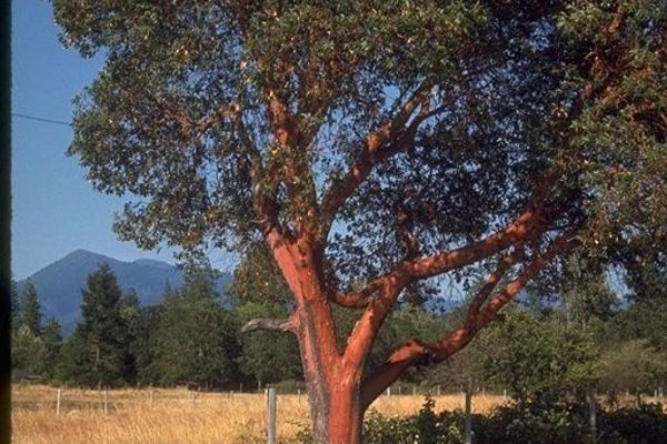 Pacific madrone