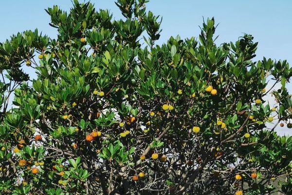 Irish strawberry-tree