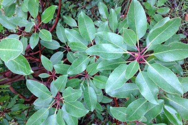 Texas madrone